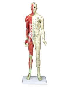 Acupuncture Model, 60cm, Male