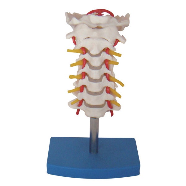 Cervical Vertebral Column with Neck Artery