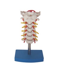 Cervical Vertebral Column with Neck Artery