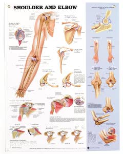 Anatomical Chart, Shoulder & Elbow
